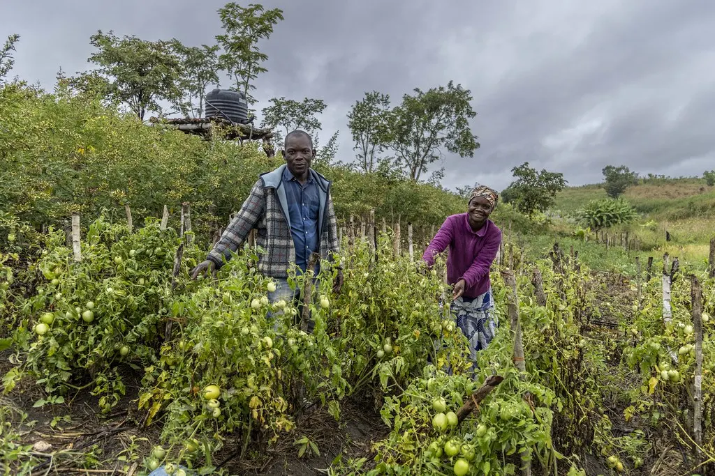 Two farmers tending staked tomato plants on a Mozambican farm