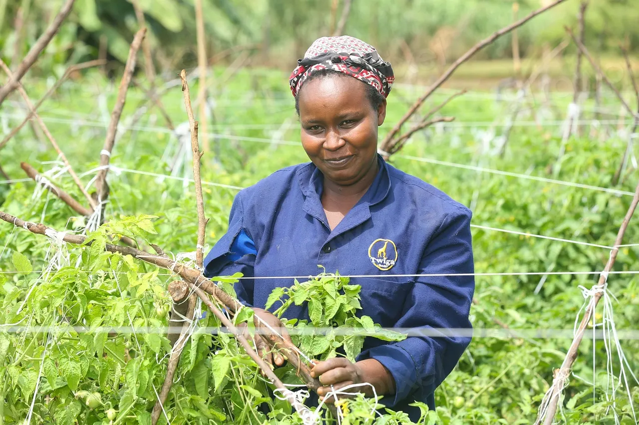 A farmer inspecting young crops in a green field
