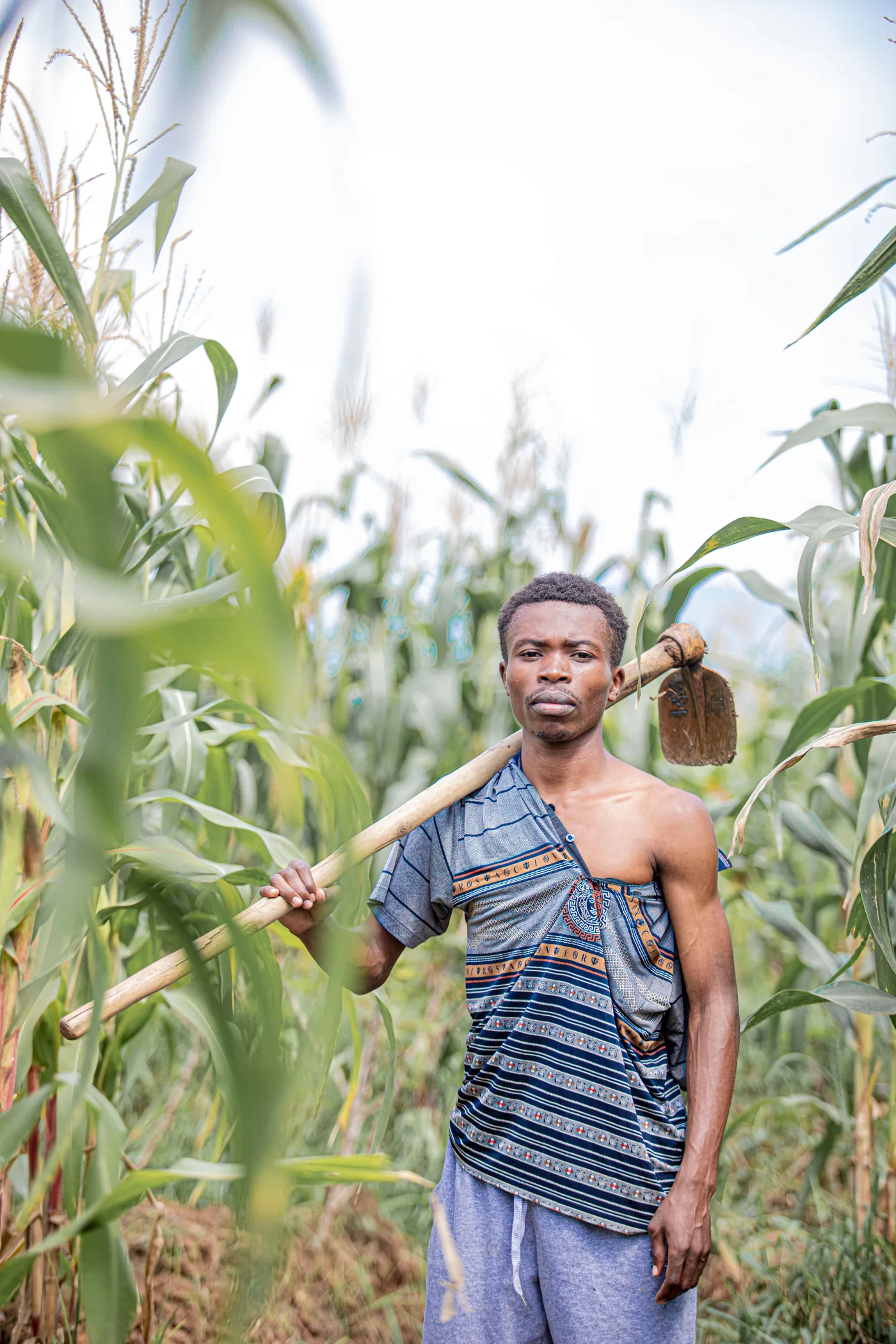 A farmer standing in a maize field, hoe over the shoulder