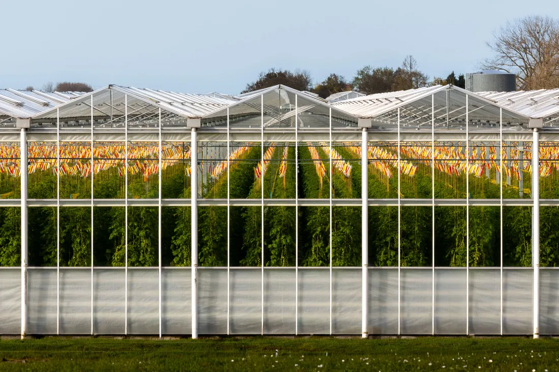 A modern commercial greenhouse