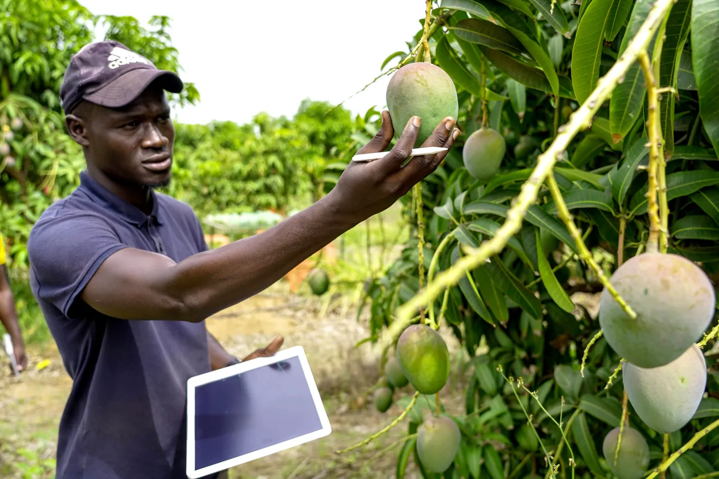 A farmer using a tablet to inspect fruit trees in the field