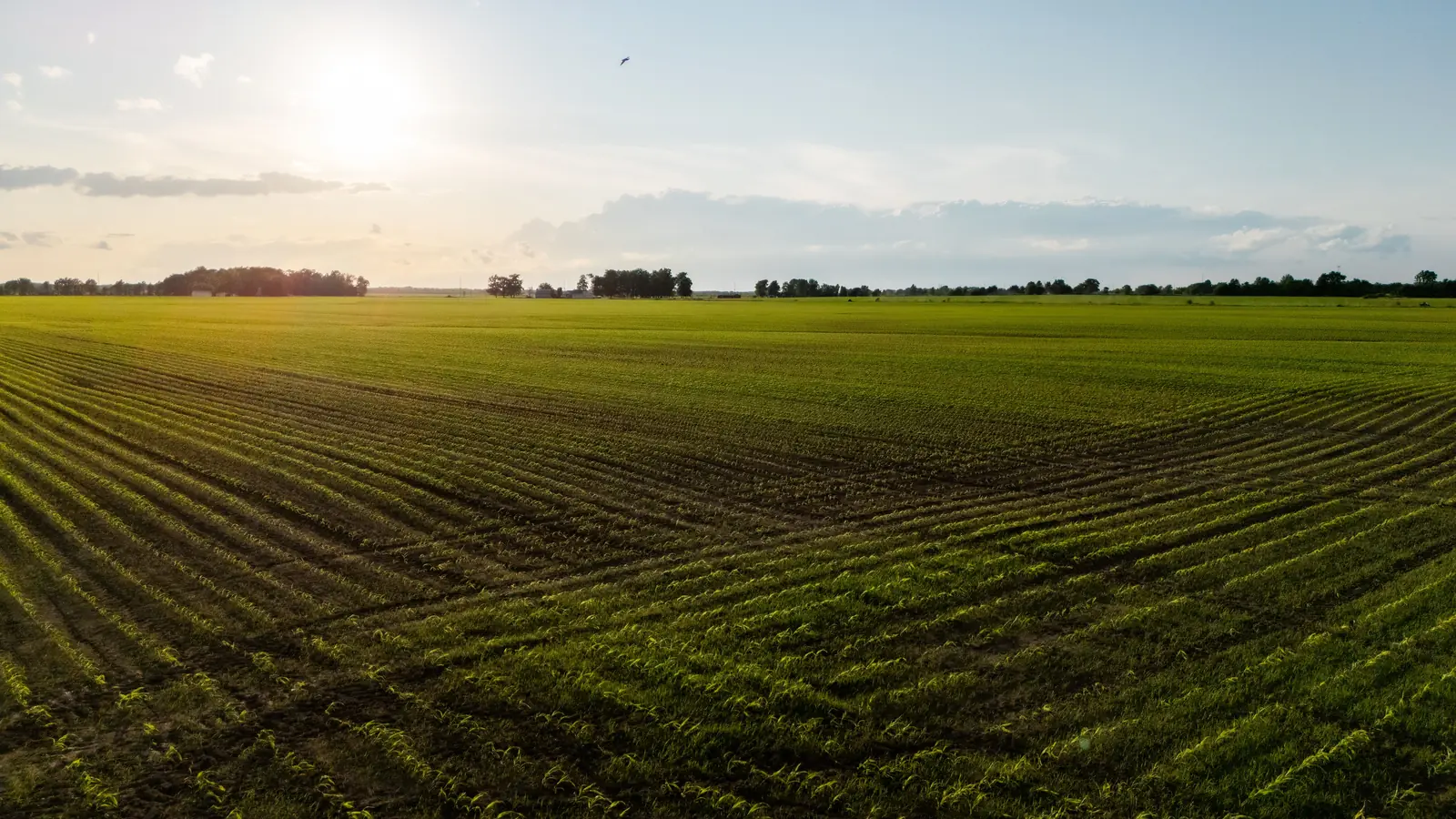 A wide, lush crop field in warm evening light