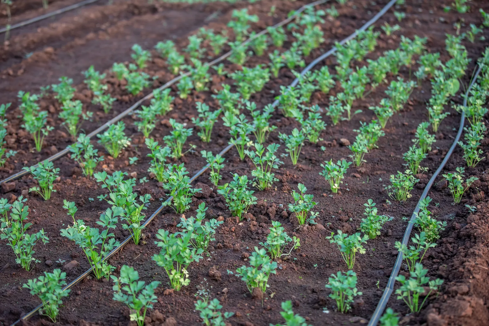 Rows of seedlings on drip irrigation lines